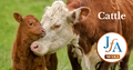 Cattle-photo-share.png
